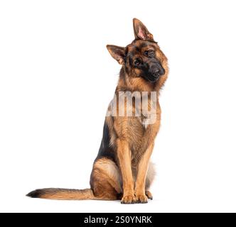 Curieux chien de berger allemand assis et inclinant la tête, isolé sur fond blanc Banque D'Images