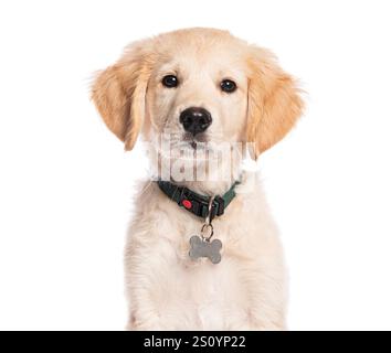 Adorable chiot Golden retriever de trois mois portant un collier vert et une étiquette en forme d'os, regardant attentivement Banque D'Images