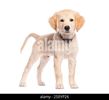 Chiot Golden retriever âgé de trois mois portant un collier et une étiquette, debout alerté Banque D'Images