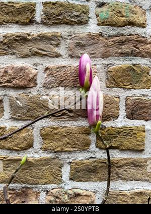 Les délicats boutons de magnolia rose contrastent magnifiquement avec la toile de fond texturée d'un mur de briques rustique, créant une scène sereine et pittoresque qui env Banque D'Images