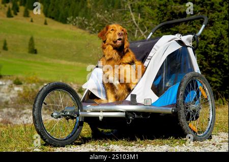 Chien âgé handicapé, chien de la nouvelle-écosse qui traîne dans une poussette Banque D'Images