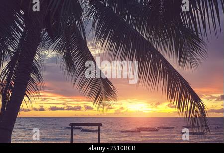 Silhouette de palmier de noix de coco au lever du soleil, foyer sélectif, Philippines. Banque D'Images