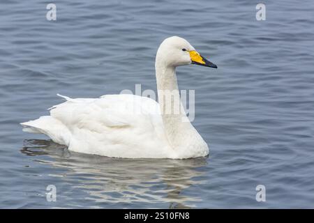 Cygnes, Cygnus cygnus, adulte seul nageant sur un lac d'eau douce, Welney, Norfolk, Angleterre, Royaume-Uni Banque D'Images