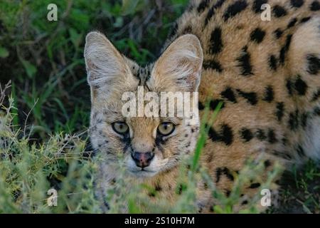 Serval (Leptailurus serval) regardant dans la caméra Banque D'Images
