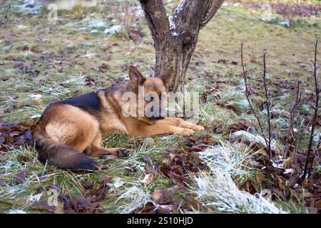 Un chien de berger allemand repose sur le sol en hiver Banque D'Images