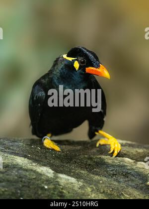 Commune colline Myna sur une pierre Banque D'Images
