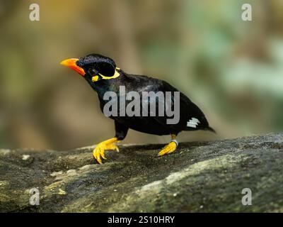 Commune colline Myna sur une pierre Banque D'Images