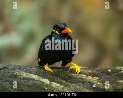 Commune colline Myna sur une pierre Banque D'Images