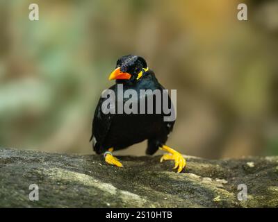 Commune colline Myna sur une pierre Banque D'Images