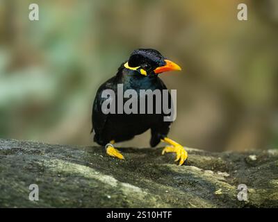 Commune colline Myna sur une pierre Banque D'Images