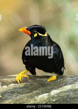 Commune colline Myna sur une pierre Banque D'Images