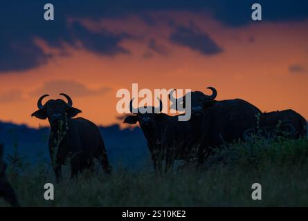 Cape Buffalo (Syncerus caffer caffer) silhouette sur le ciel du coucher du soleil Banque D'Images