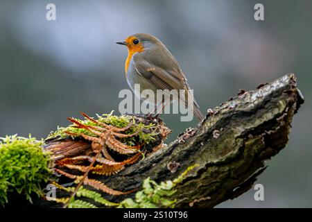 robin européen (Erithacus rubecula) perché sur une souche d'arbre à la recherche d'insectes et d'autres invertébrés en forêt en hiver Banque D'Images