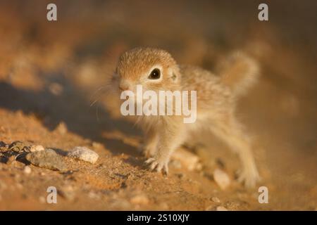 Young Spotted Ground Squirrel, comté de Socorro, Nouveau-Mexique, États-Unis. Banque D'Images