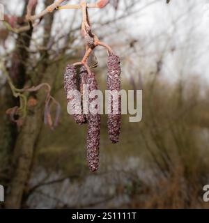 Une photo en gros plan de chatons de l'aulne commun, à la fin de l'automne, sur un fond flou, Alnus glutinosa. Banque D'Images