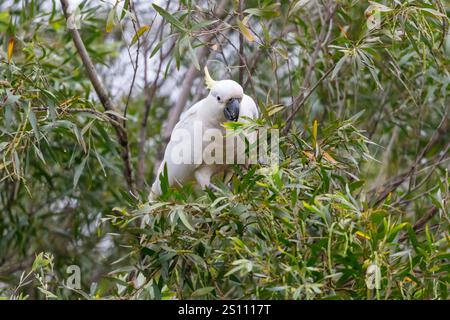 Photographie d'un Cockatoo adulte blanc à crête de soufre mangeant des feuilles dans un arbre à gencives dans les Blue Mountains en Nouvelle-Galles du Sud, Australie. Banque D'Images