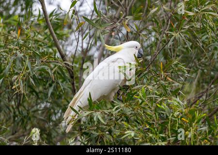 Photographie d'un Cockatoo adulte blanc à crête de soufre mangeant des feuilles dans un arbre à gencives dans les Blue Mountains en Nouvelle-Galles du Sud, Australie. Banque D'Images