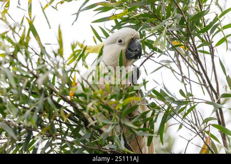 Photographie d'un Cockatoo adulte blanc à crête de soufre mangeant des feuilles dans un arbre à gencives dans les Blue Mountains en Nouvelle-Galles du Sud, Australie. Banque D'Images