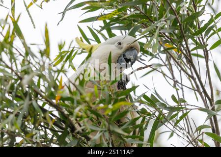 Photographie d'un Cockatoo adulte blanc à crête de soufre mangeant des feuilles dans un arbre à gencives dans les Blue Mountains en Nouvelle-Galles du Sud, Australie. Banque D'Images