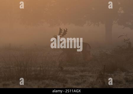 Un magnifique cerf en jachère tacheté (Dama dama) avec d'énormes bois, marchant, silhouetté par la lumière brumeuse du matin dans une clairière boisée. ROYAUME-UNI Banque D'Images