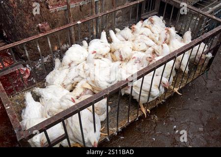 poulets blancs vivants détenus dans une cage à un marché de viande à un marché traditionnel berbère jour du marché amazigh asni maroc Banque D'Images