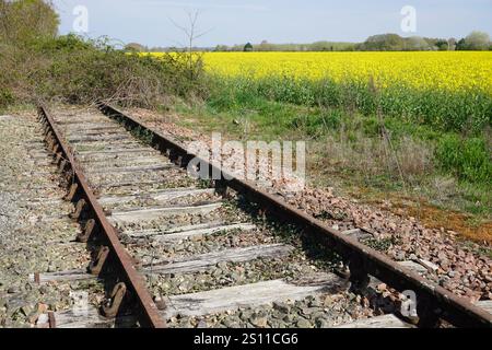 Fleurs jaunes de colza vives et colorées dans un champ dans la vallée de la Loire, France au printemps par les voies ferrées abandonnées Banque D'Images