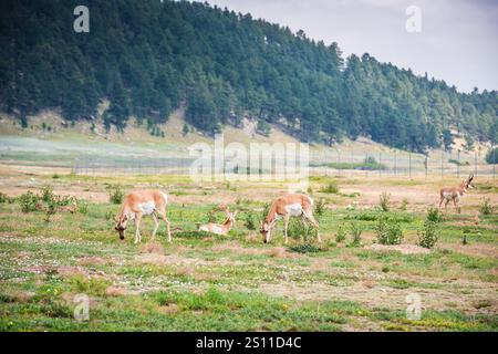 Pack de Proghorn Antelopes paissant sur un champ herbeux parsemé de fleurs sauvages à l'entrée du parc national de Wind Cave dans le Dakota du Sud. Banque D'Images