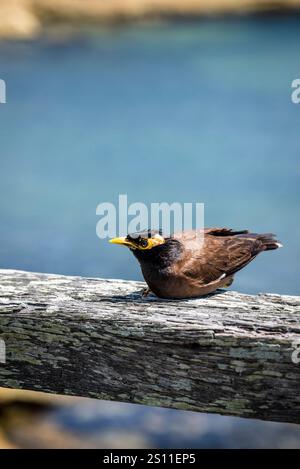 Noisy Miner, la Perouse, Sydney, Nouvelle-Galles du Sud, Australie Banque D'Images