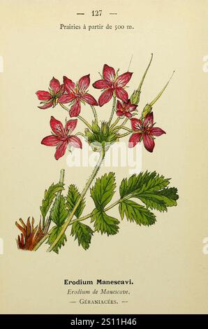Erodium manescavii - Nouvelle flore coloriée de poche des Alpes et des Pyrénées - v.3 - pl. 127. Banque D'Images