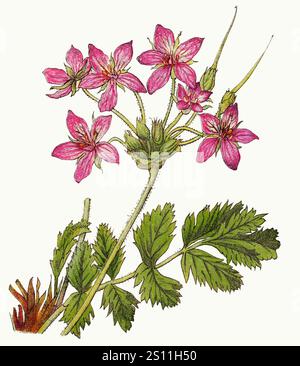Erodium manescavii - Nouvelle flore coloriée de poche des Alpes et des Pyrénées - v.3 - pl. 127 - nettoyer. Banque D'Images