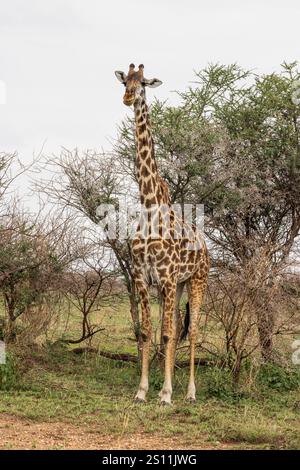 Masai Girafe entre les arbres i au Serengeti en Tanzanie, Afrique de l'est Banque D'Images