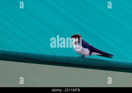 Hirondelle à queue métallique (Hirundo smithii) assise sur le toit d'une tente au camping du Serengeti en Tanzanie, Afrique de l'est Banque D'Images