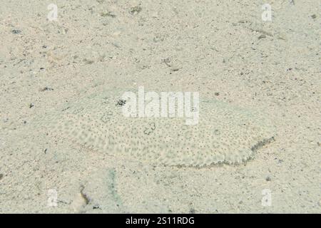 Un poisson peu profond, la sole de Moïse (Pardachirus marmoratus), parfaitement camouflé dans les fonds marins sablonneux, site de plongée House Reef, Mangrove Bay, El Quesir, mer Rouge Banque D'Images