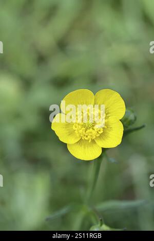 Buttercup, Buttercup (Ranunculus acris), fleur jaune dans un pré, gros plan, Wilnsdorf, Rhénanie du Nord-Westphalie, Allemagne, Europe Banque D'Images