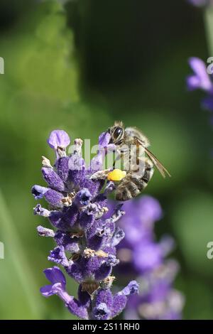Abeille commune européenne (Apis mellifera), collecte du nectar d'une fleur de lavande (Lavandula angustifolia), gros plan, macro photographie, Wilnsdorf, Nort Banque D'Images