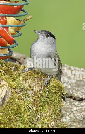 Casquette noire (Sylvia atricapilla), mâle, mangeant d'une pomme dans une mangeoire dans le jardin, Nord Rehien-Westphalie, Allemagne, Europe Banque D'Images