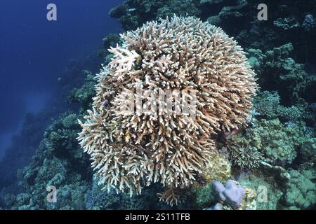 Formation corallienne large et ramifiée, corail corallien corail de pierre bas (Acropora humilis), faisant saillie dans le bleu profond de la mer, site de plongée House Reef, baie de Mangrove Banque D'Images