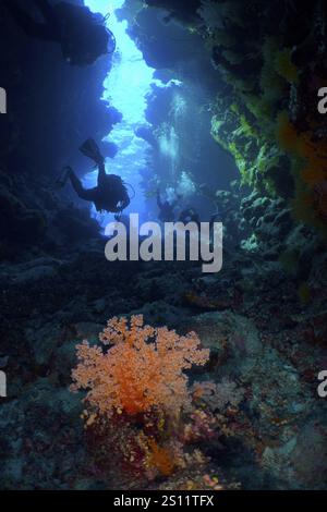 Les plongeurs explorent une grotte sous-marine avec Hemprich's Tree Coral (Dendronephthya hemprichi) dans la lumière bleue, site de plongée St Johns Caves, Saint Johns Reef, Banque D'Images