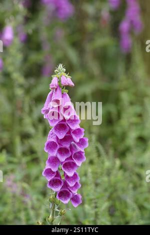Gant de foxglove commun (Digitalis purpurea), fleurs, gros plan, de la famille des plantains, plante toxique, toxique et toxique mortelle, Wilnsdorf, Rhénanie-du-Nord-Westphalie Banque D'Images