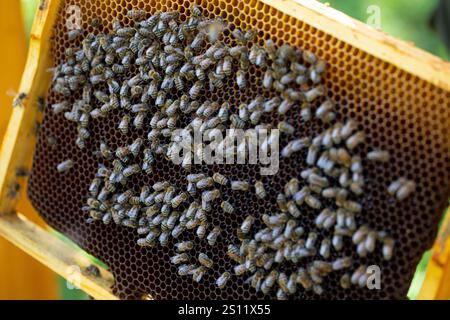 Une vue détaillée des abeilles travaillant sur un cadre en nid d'abeilles, mettant en valeur leur rôle dans la production de miel. Banque D'Images