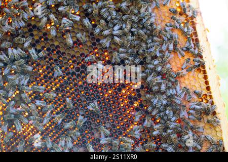 Une vue détaillée des abeilles travaillant diligemment sur le nid d'abeilles, mettant en valeur magnifiquement l'harmonie des natures et la pollinisation vitale Banque D'Images