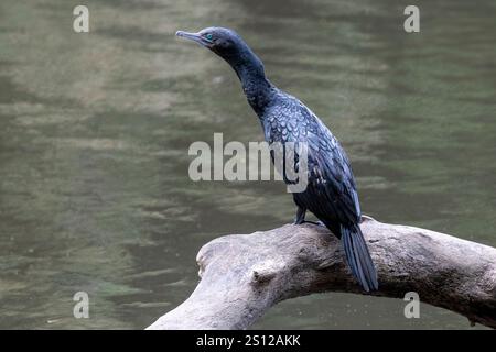 Petit Cormorant noir australien perché sur une bûche Banque D'Images