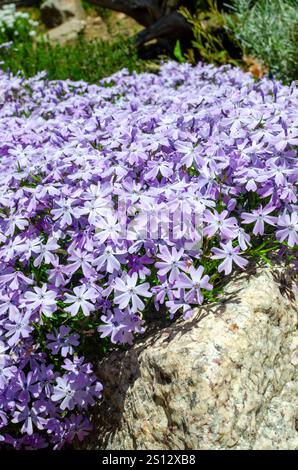 Floraison rampante Phlox stolonifera dans le jardin de mur de roche Banque D'Images