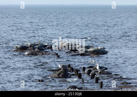 Un troupeau de phoques peut être vu traîné sur les rochers dans la baie au large de la côte de Sandy Hook, New Jersey. Combinaison de phoques Harbor, Grey et Harp Banque D'Images