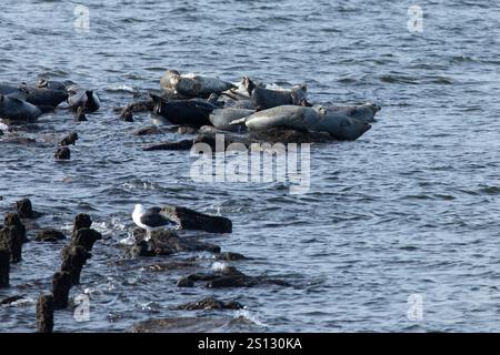 Un troupeau de phoques peut être vu traîné sur les rochers dans la baie au large de la côte de Sandy Hook, New Jersey. Combinaison de phoques Harbor, Grey et Harp Banque D'Images