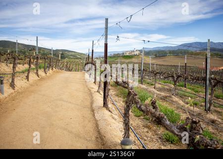 Une vue donnant sur un chemin de terre entre les rangées de vignes dans un beau paysage viticole, pendant la saison printanière. Banque D'Images