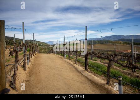 Une vue donnant sur un chemin de terre entre les rangées de vignes dans un beau paysage viticole, pendant la saison printanière. Banque D'Images