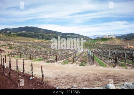 Temecula, Californie, États-Unis - 04-08-2019 : une vue de germination de feuilles de raisin, vue à Leoness Cellars. Banque D'Images