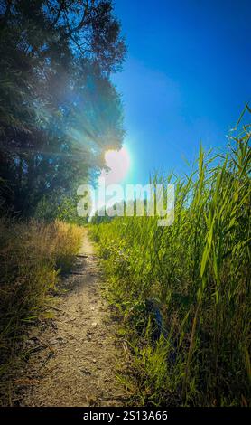 Un sentier paisible et tranquille est entouré d'une végétation luxuriante et vibrante car il se prélasse magnifiquement dans la lumière chaude du soleil Banque D'Images
