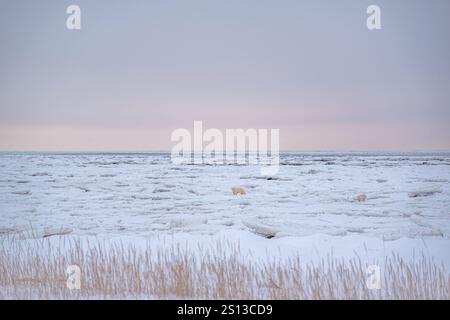 Une mère ours polaire et un petit derrière marchant sur la rive glacée de la baie d'Hudson, dans le nord du Manitoba Canada, attendant la formation de la glace de mer Banque D'Images